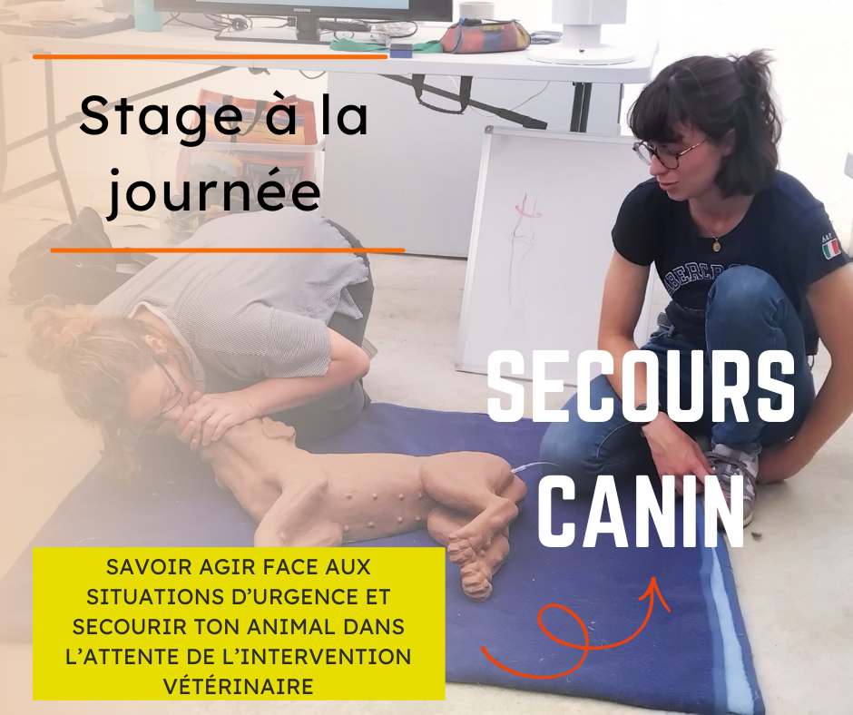 secours canin